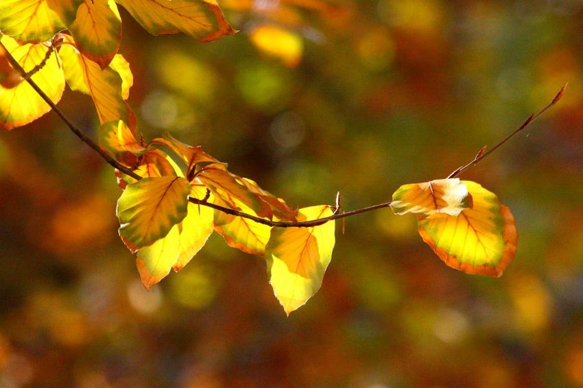 L'automne du htre