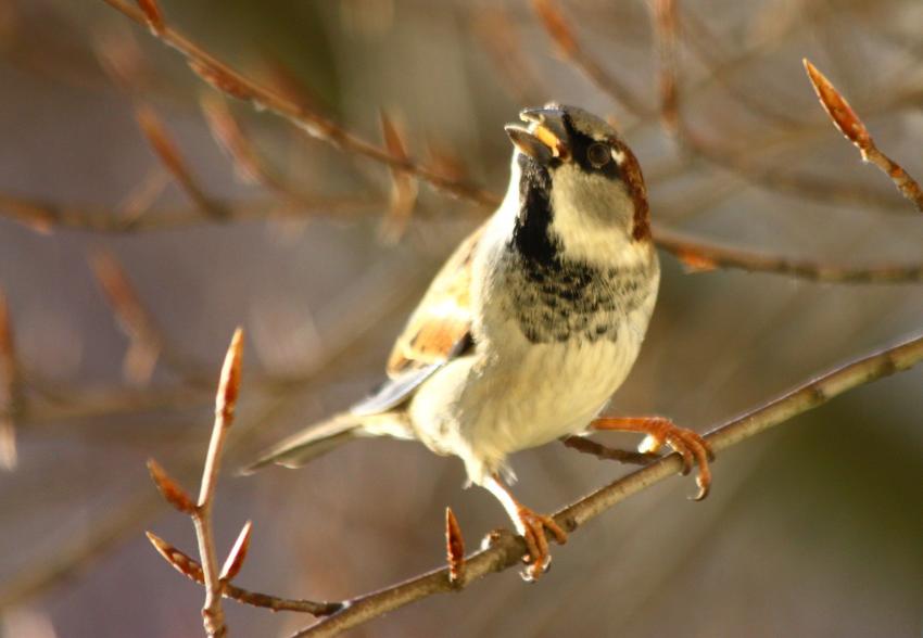 Des oiseaux pour mon bien-