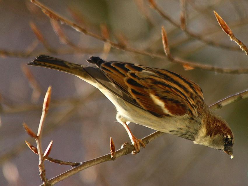 Des oiseaux pour mon bien-''htre'' (20)