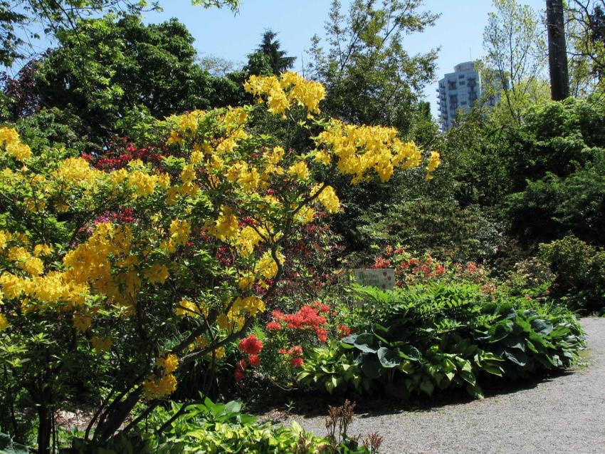 Rhododendrons a Stanley Park Vancouver