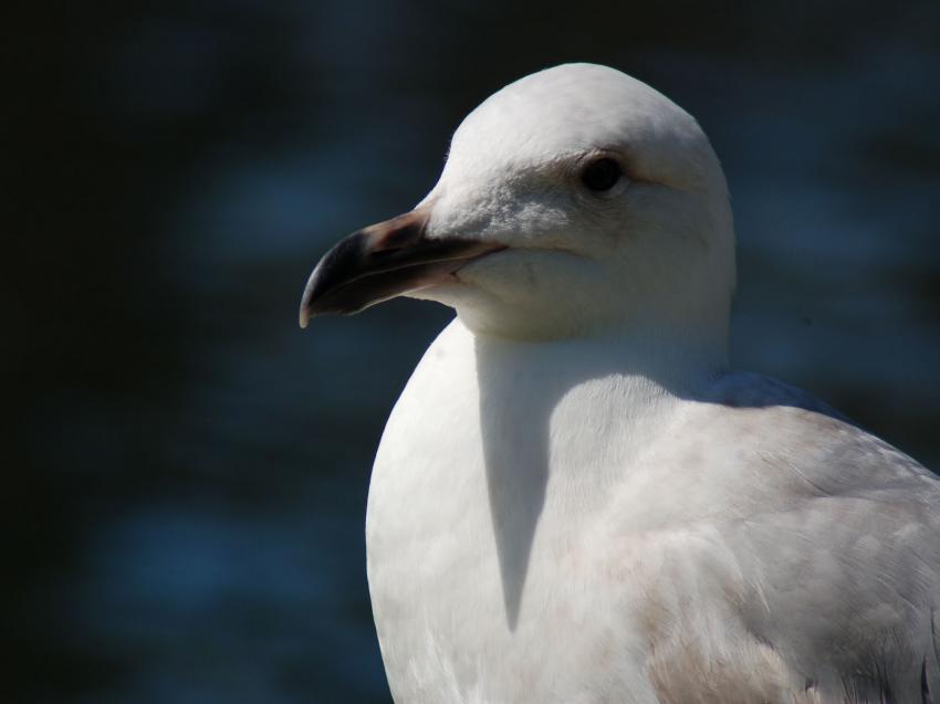 mouette