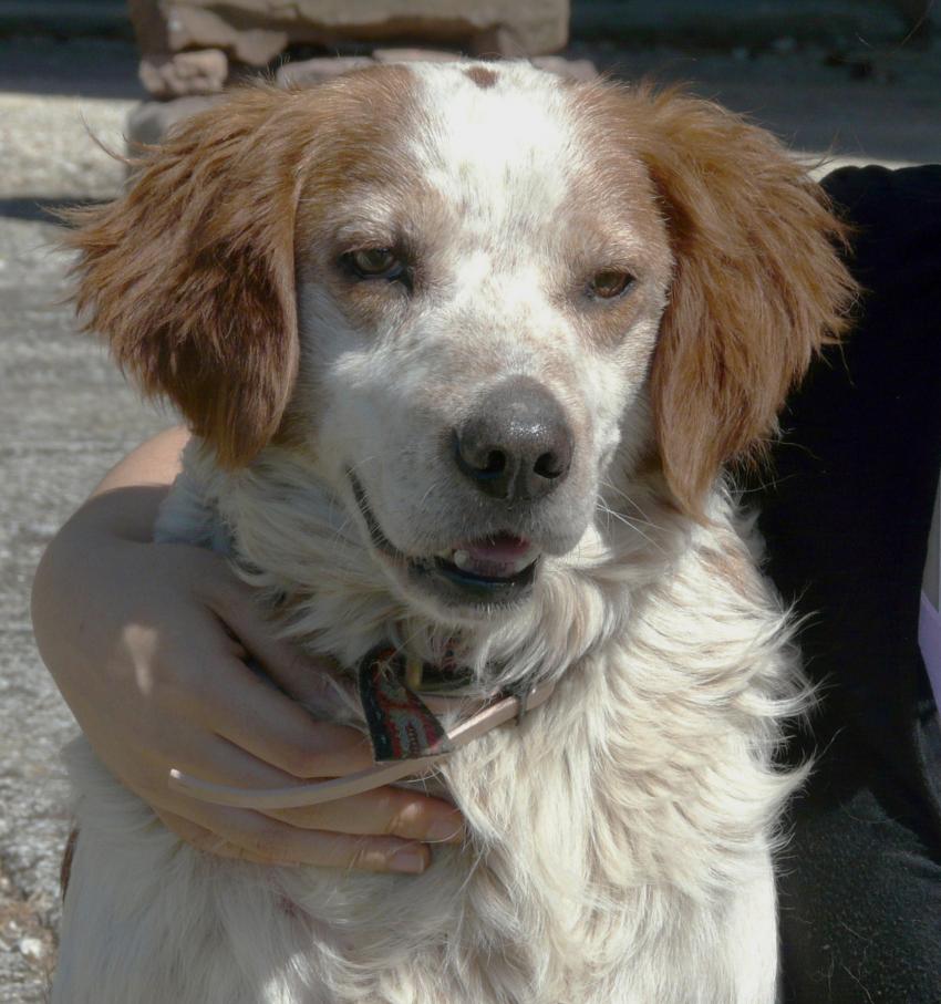 Un chien de rencontre