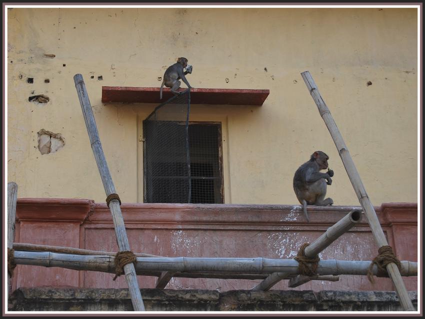 Singes  Jaipur