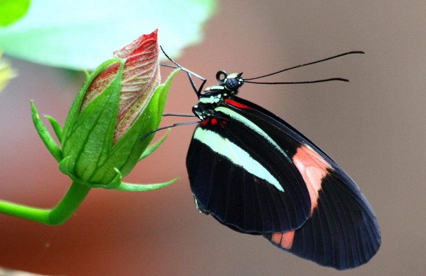 Jardin des papillons 1