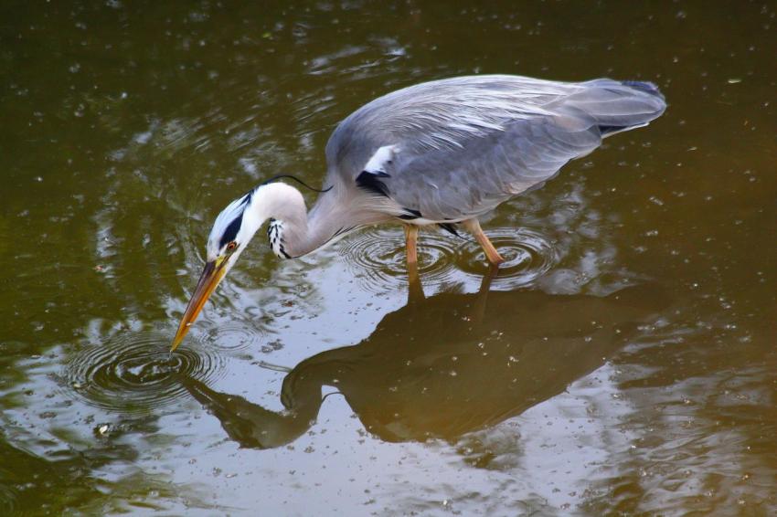 Je t'ai eu... Petit poisson !