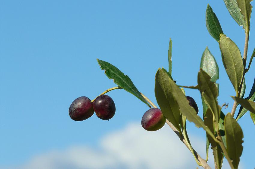 Des olives dans le ciel