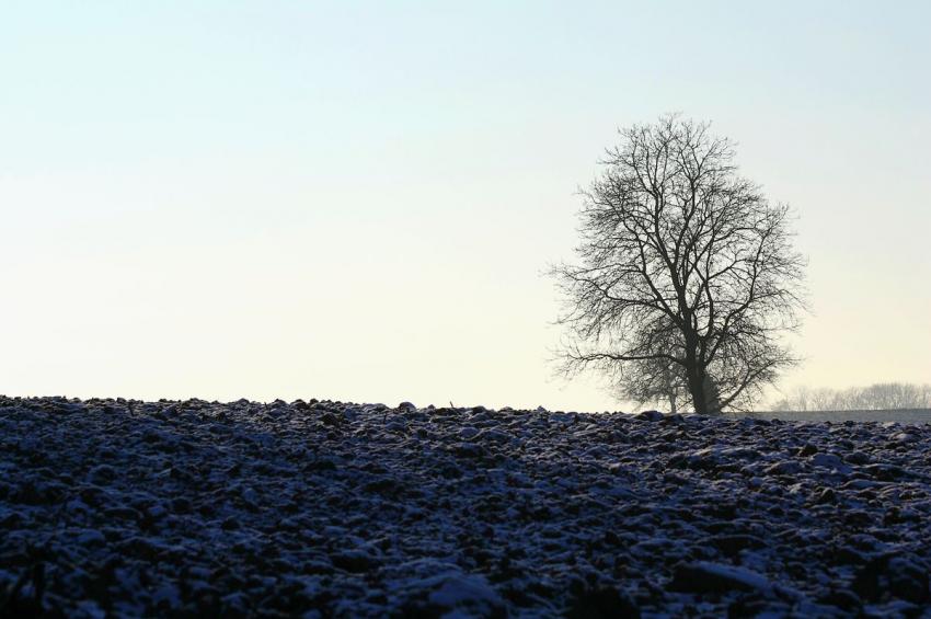 L'arbre et le champ