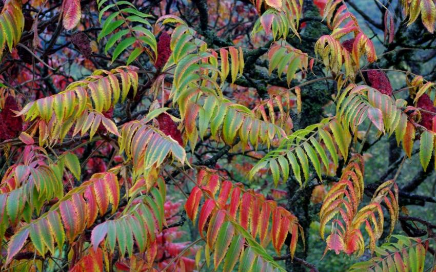 automne vert jaune rouge