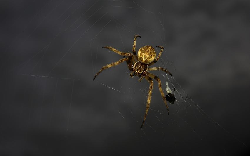 darkspider