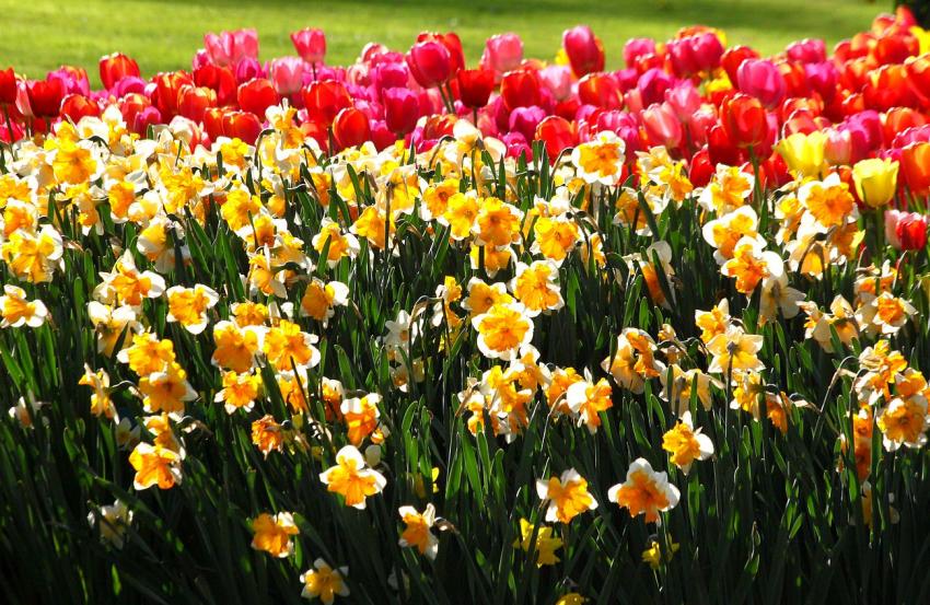 Quelques fleurs du zoo