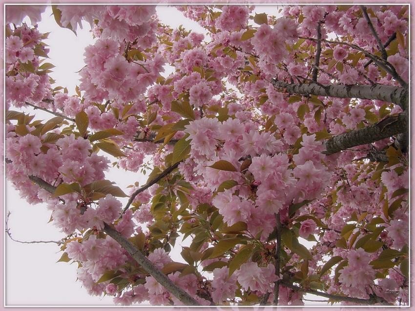 Arbre fleurs 4b