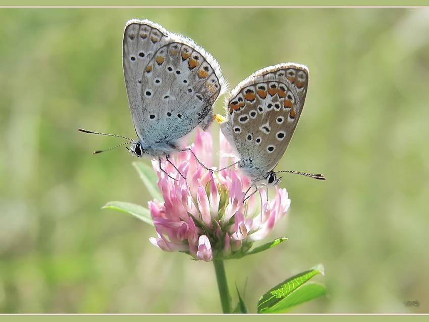 Deux petit papillon 