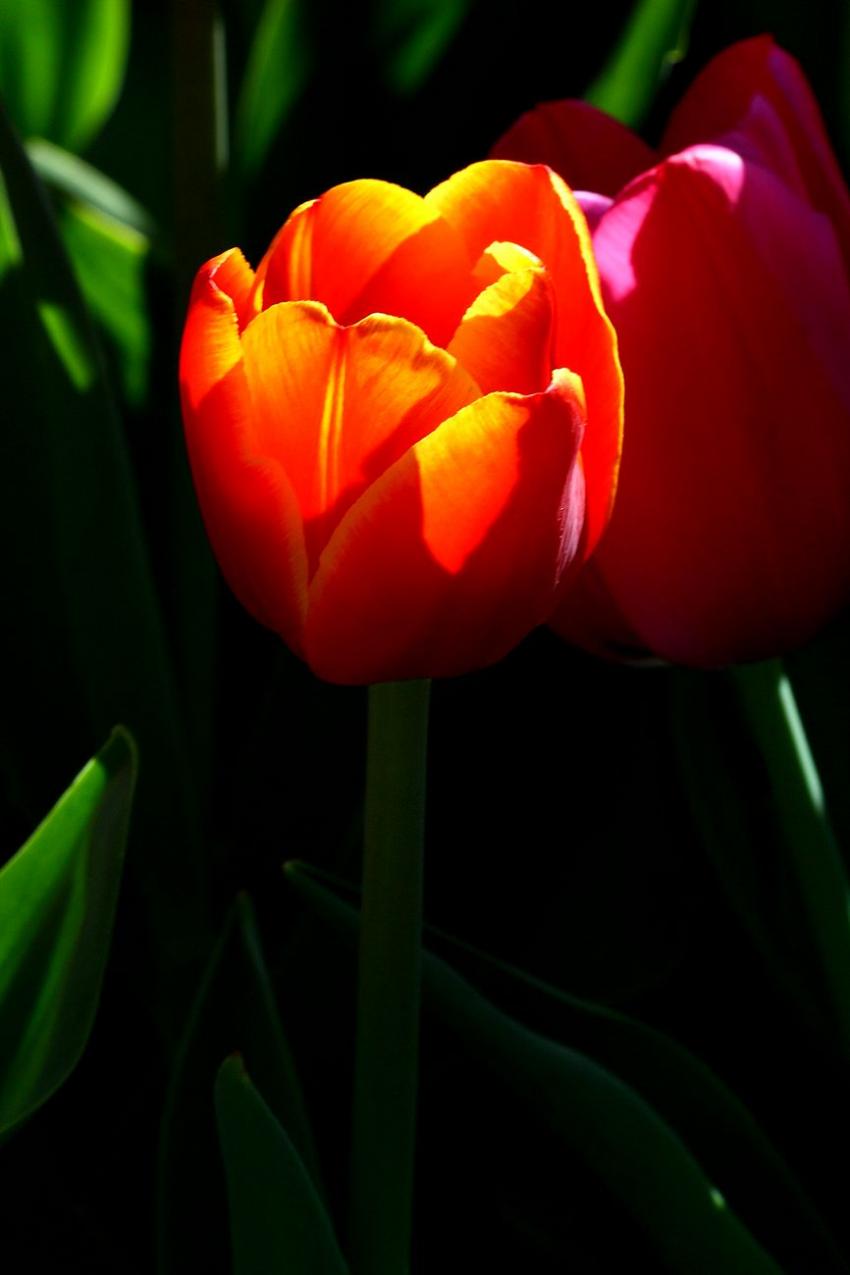 Les tulipes du zoo(9) Eclairage de fin de journe