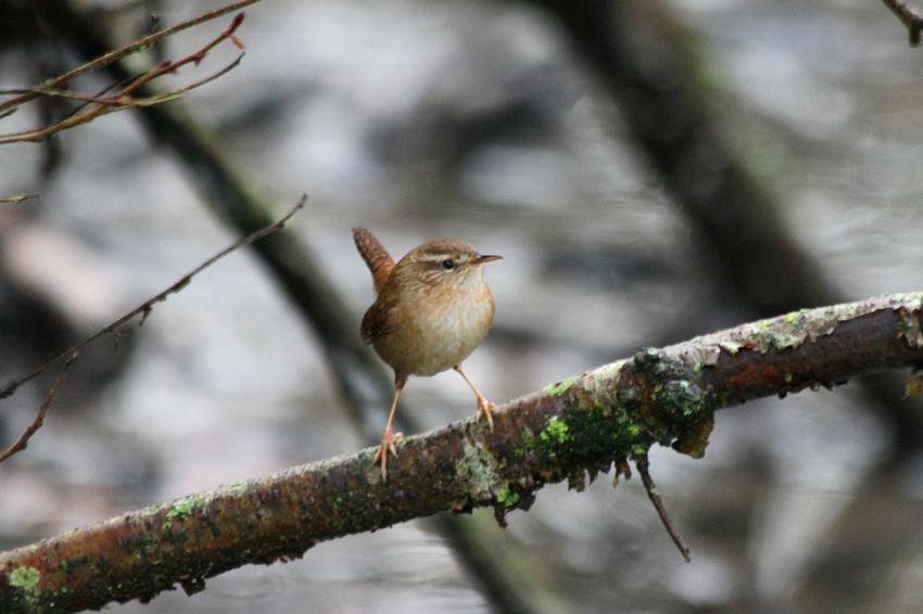 Le Troglodyte mignon du 