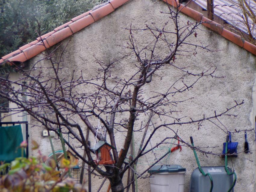 la maison dans l'arbre