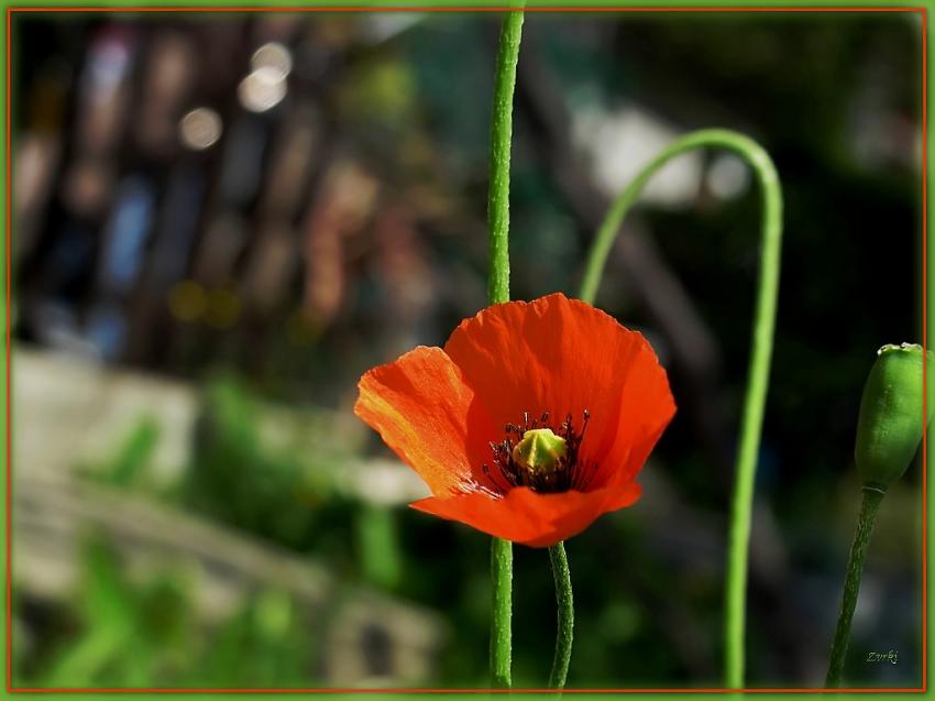 Coquelicot 2009 2