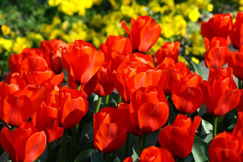 Les tulipes du zoo(16) A nouveau des rouges