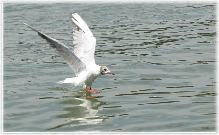 Mouette 30710