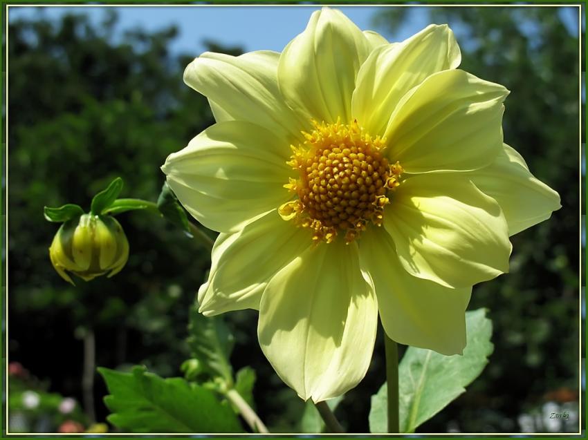 Dahlia 2009