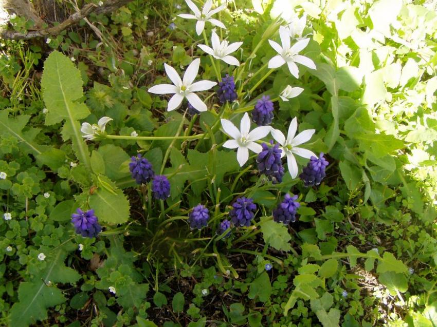 mes fleurs