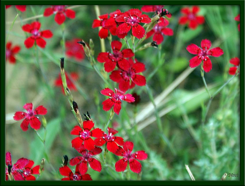 De petites fleurs