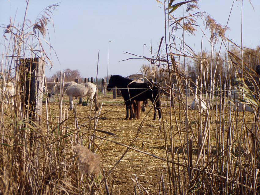 chevaux