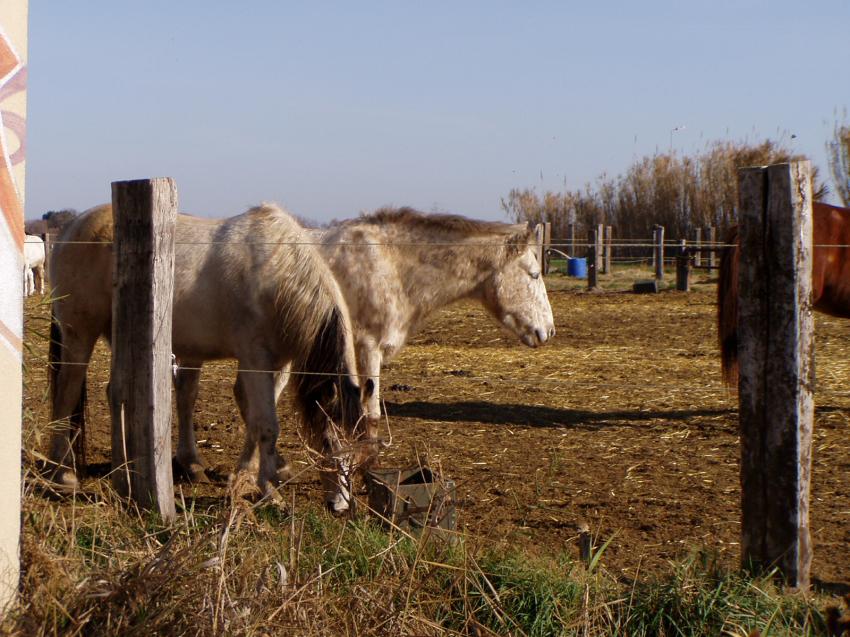 chevaux