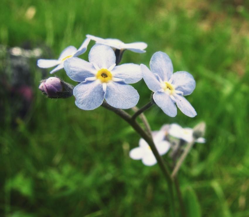 Fleurs