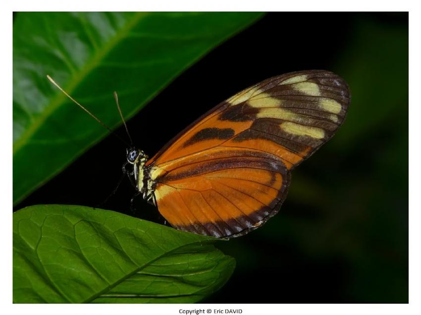 Papillon exotique