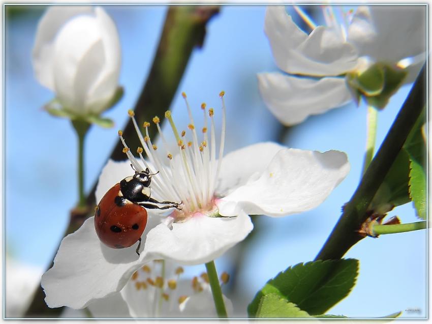 Coccinelle 29310