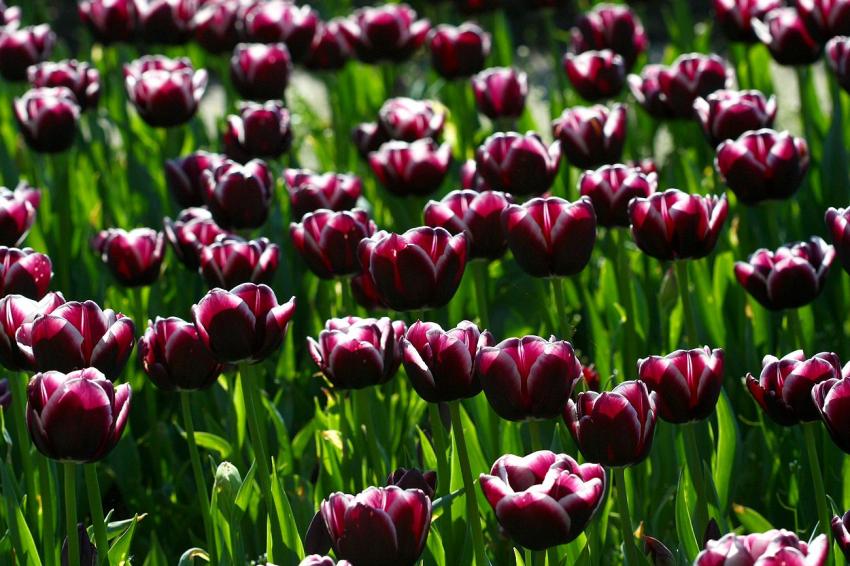 Les tulipes du zoo(15) Tiens... Une autre couleur 