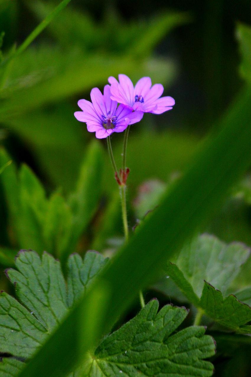 Au bord du canal, de toutes petites fleurs.