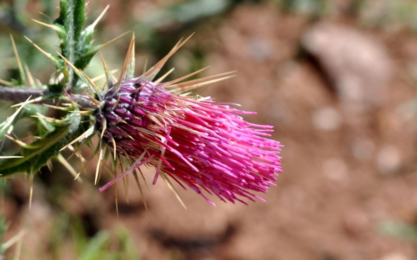 Fleur de chardons