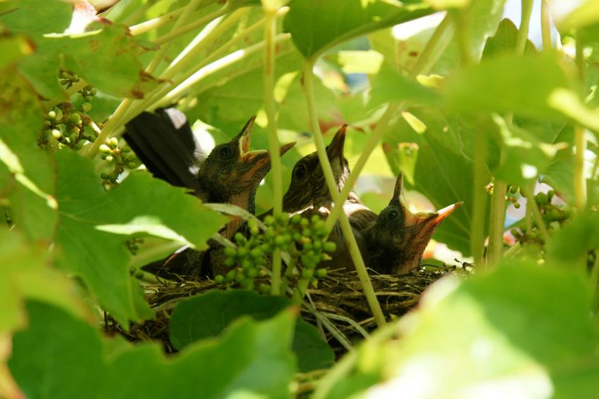 Oiseaux de nos jardins