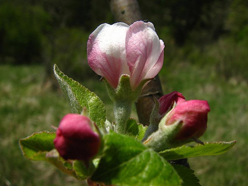 fleurs de pommier sauvage