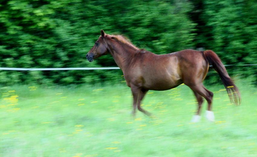 Cheval au 30me de seconde