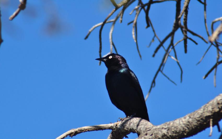 oiseau a lunettes..