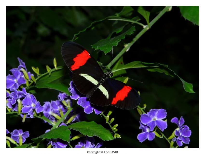 Papillon exotique