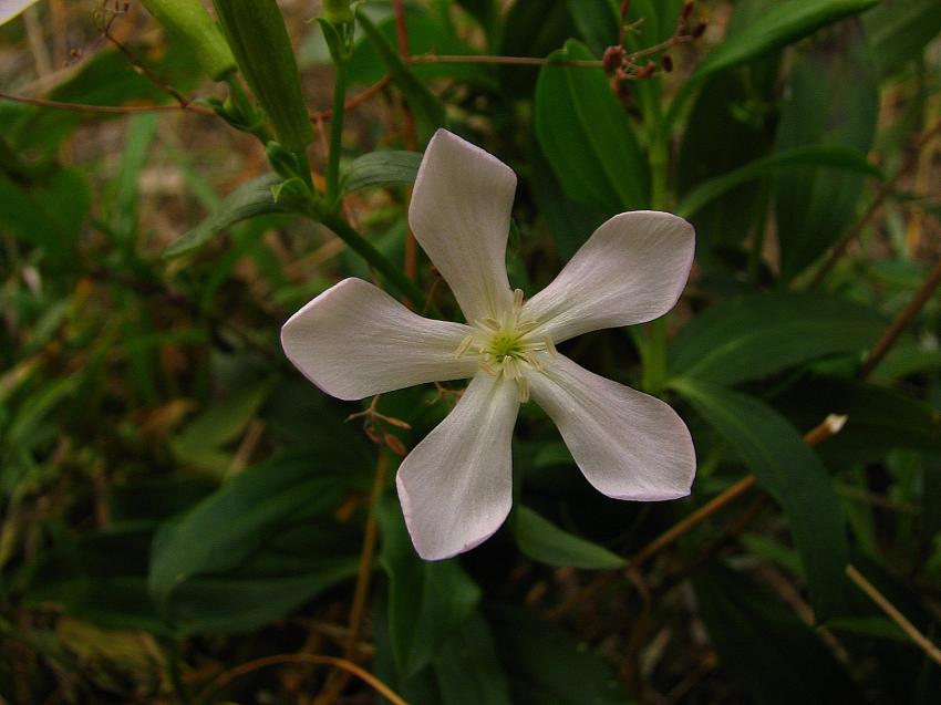 la saponaire officinale