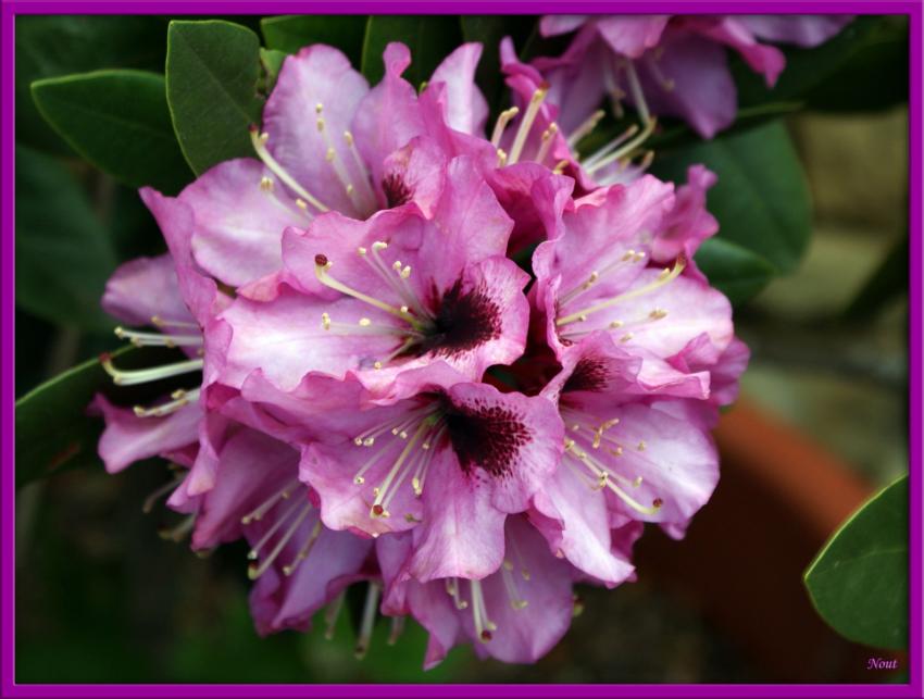 Rhododendrons