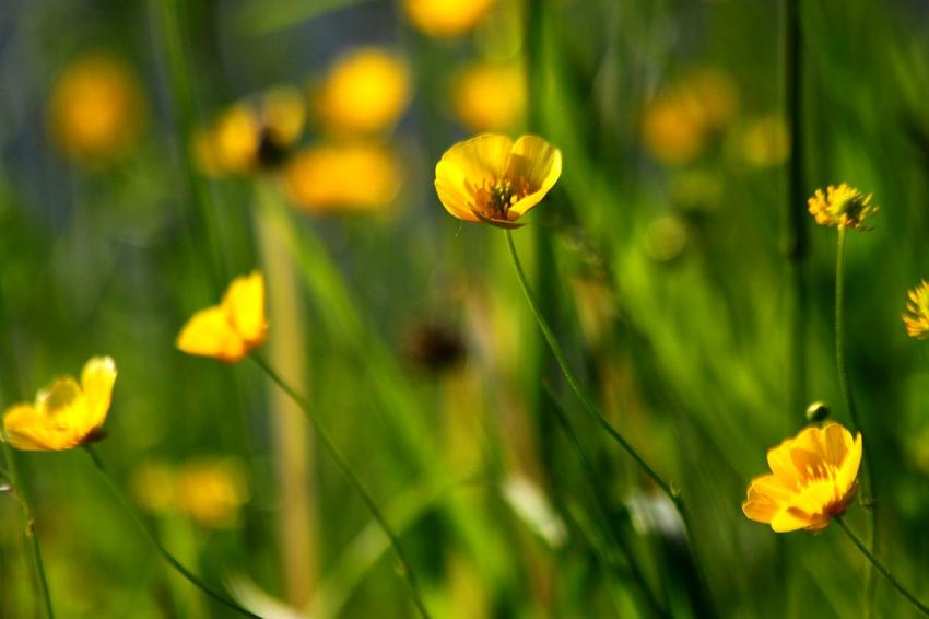 Au bord du canal,  toutes sortes de fleurs (?) (5)