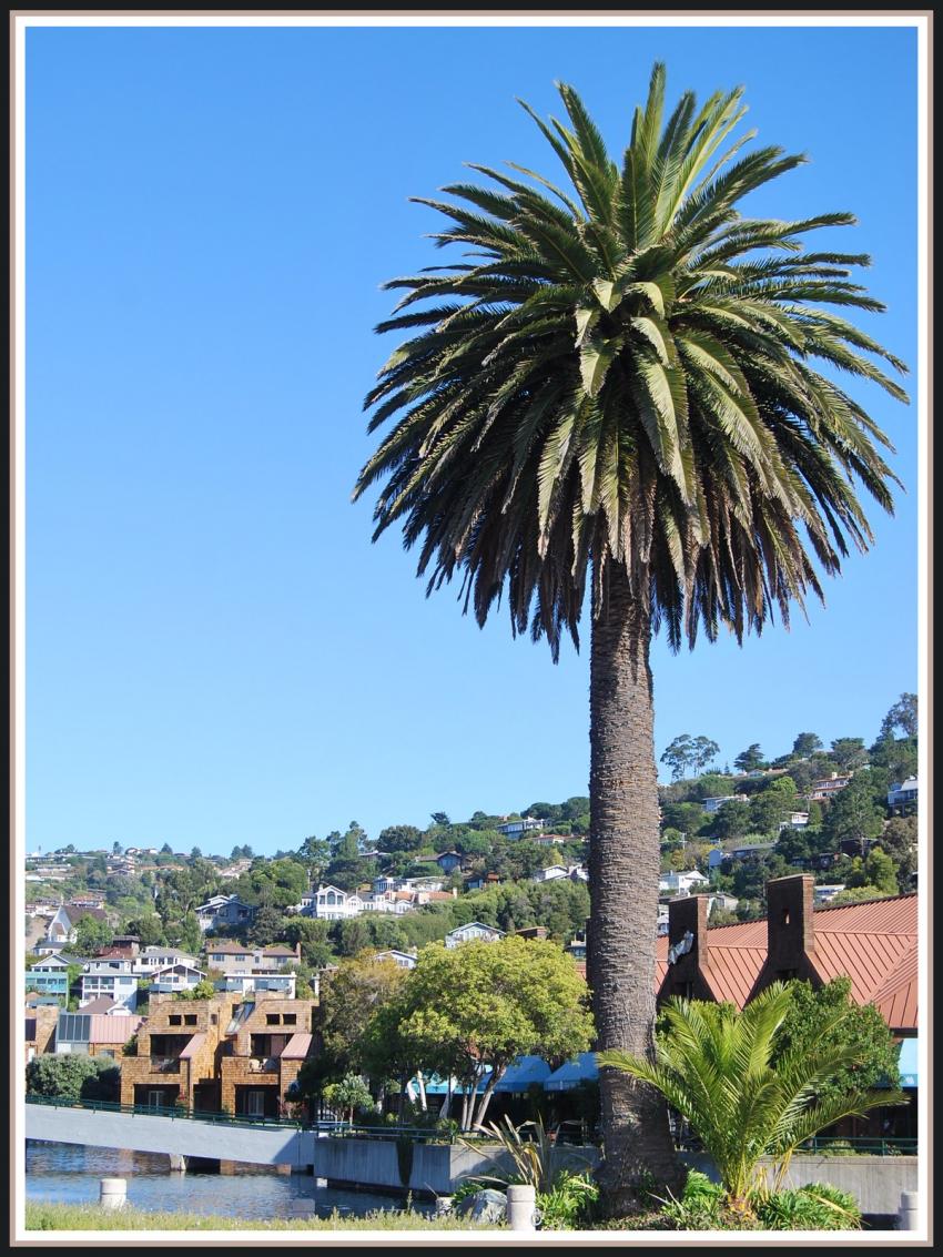 Tiburon (Californie)