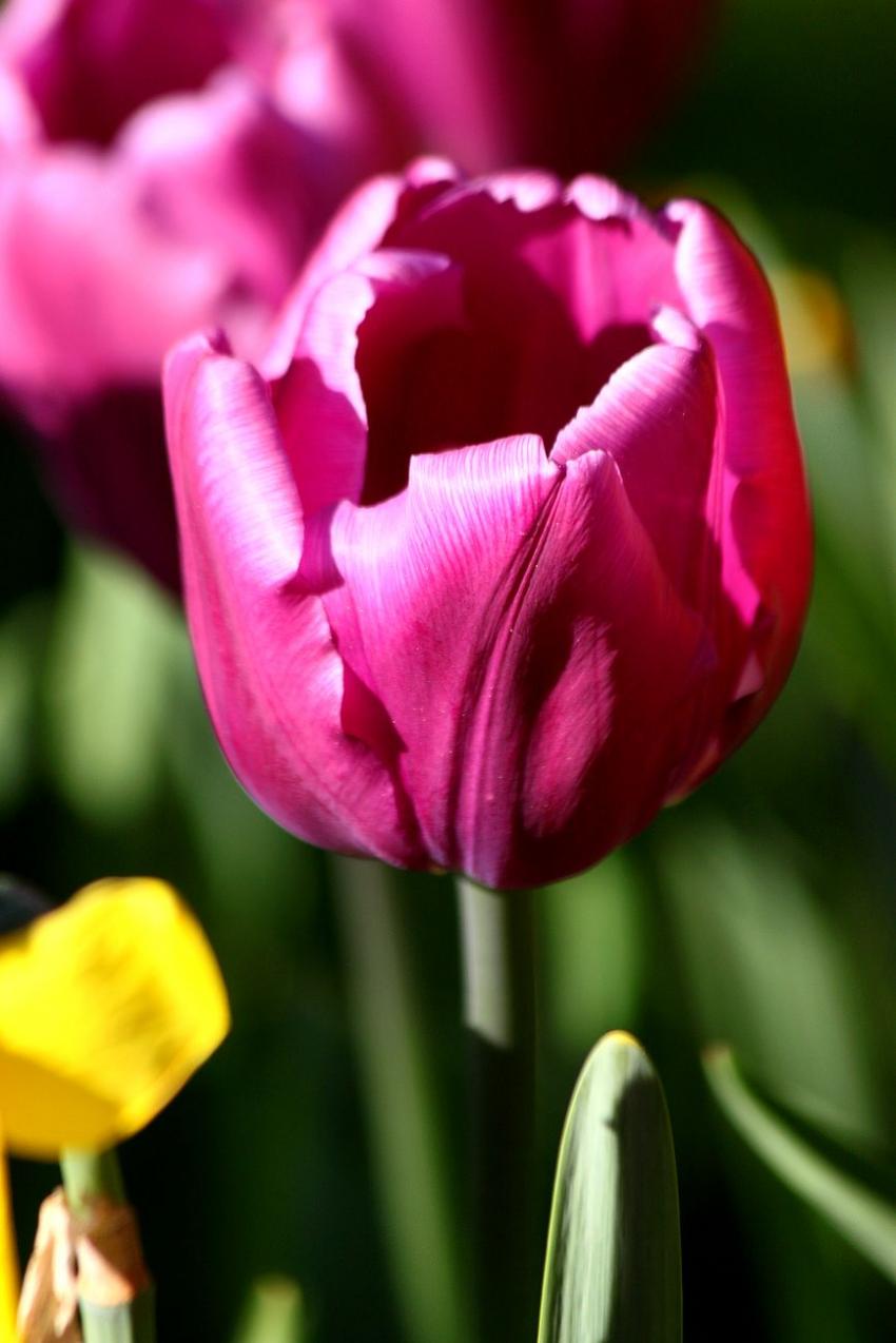 Les tulipes du zoo(19) Belle couleur