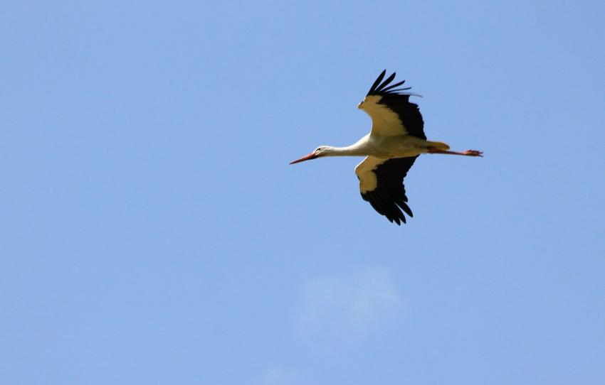 Oiseau courant chez nous