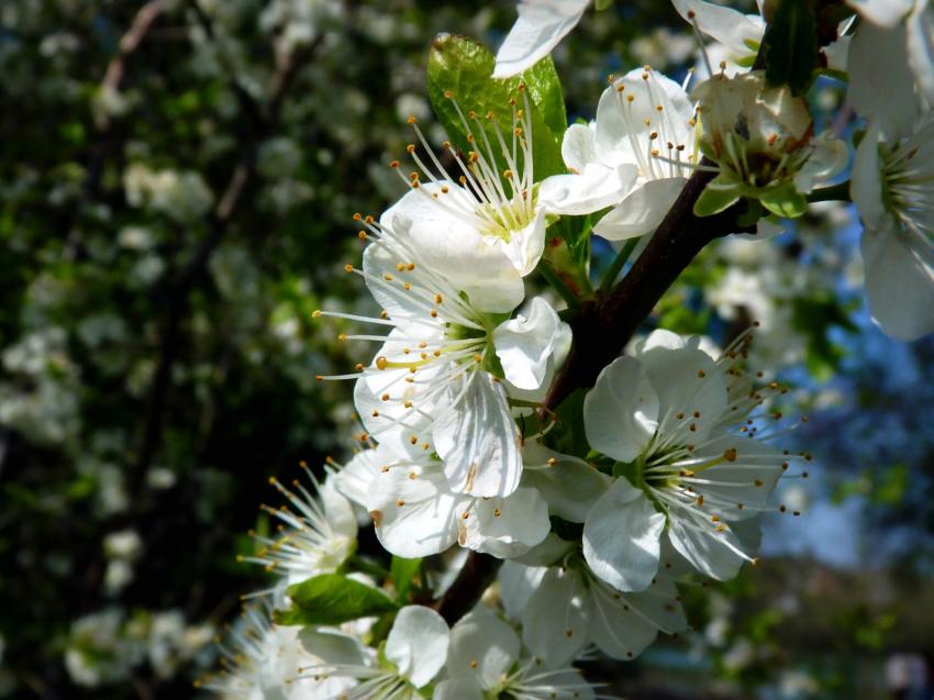 Arbre en fleurs