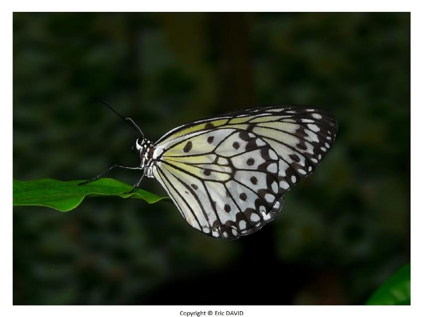 Papillon exotique