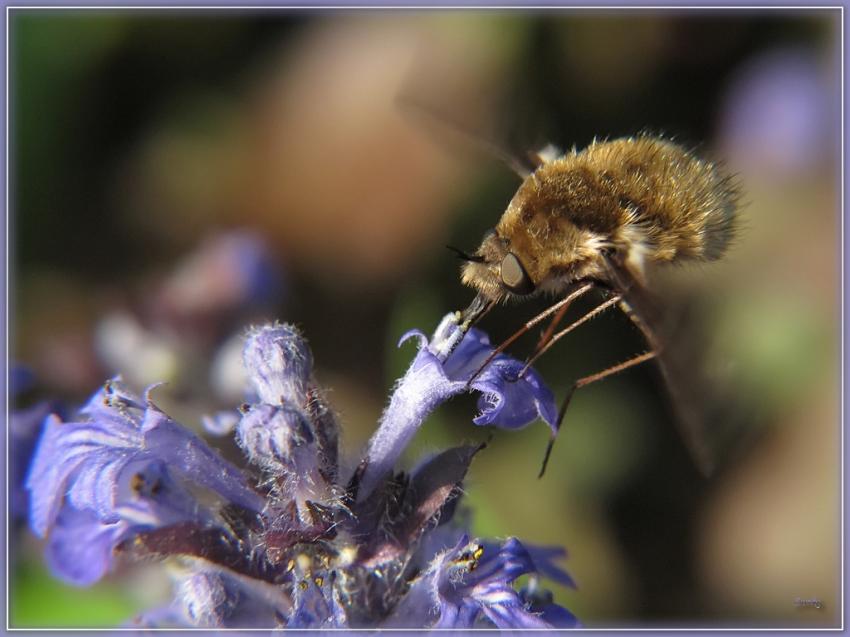 Insecte Bombyle 26410 4