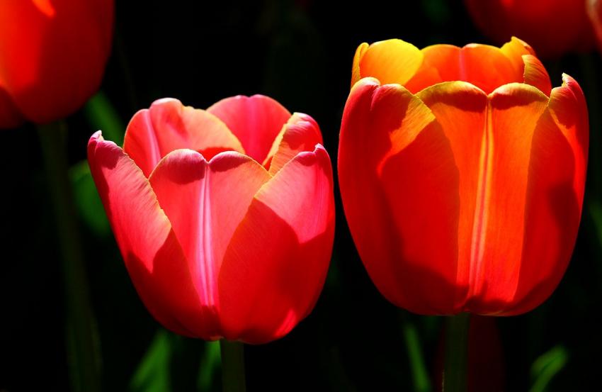 Tulipes