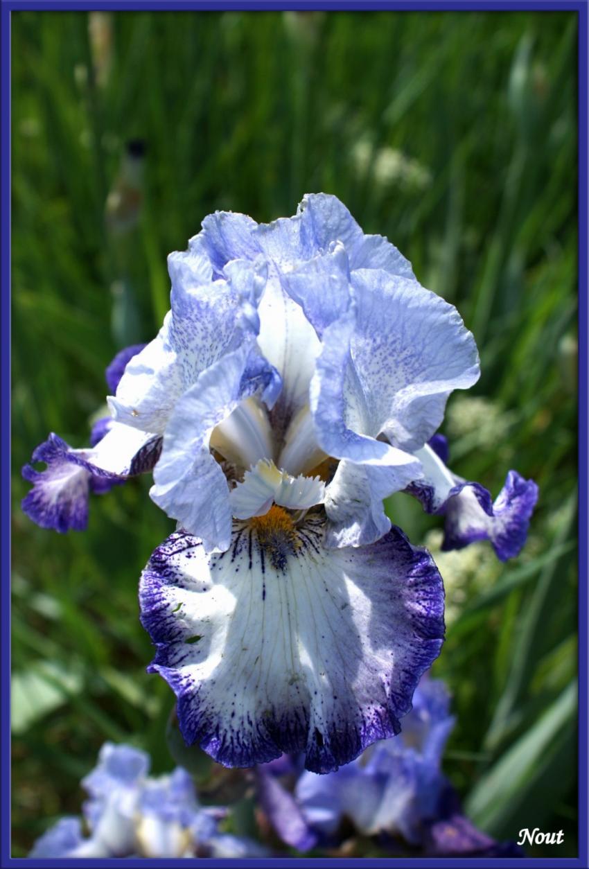 Iris bleu