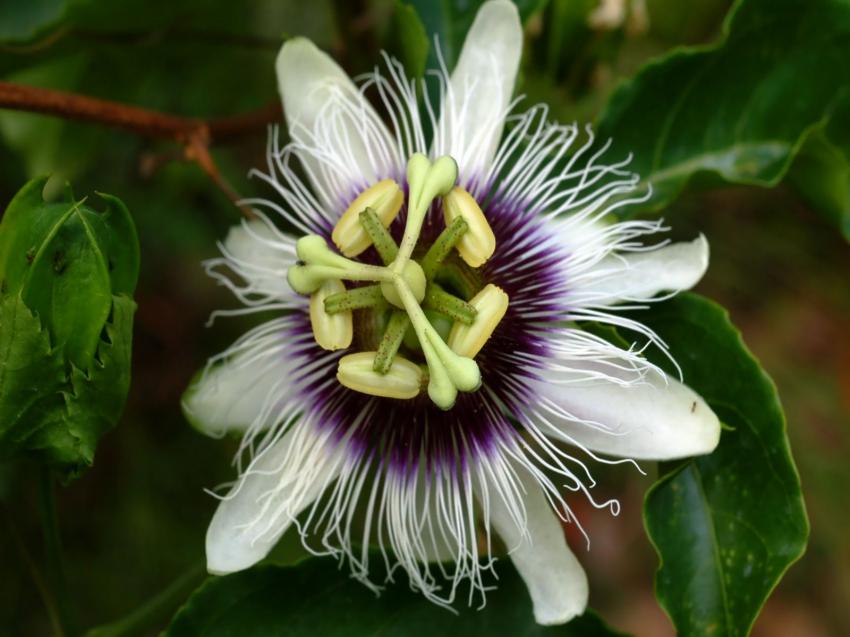 coeur de fleur